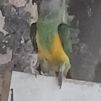 یک جفت طوطی سنگال بالغ ومولد