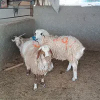 بر نر کیلو 340 بزغاله نر 310|حیوانات مزرعه|بیرجند, |دیوار