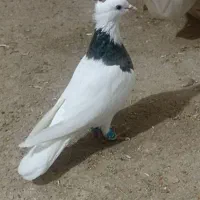 کبوتر طوقی|پرنده|سنقر, |دیوار