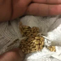 گندم وجو