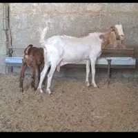 میش و بره و بز و کهره|حیوانات مزرعه|زرند, |دیوار