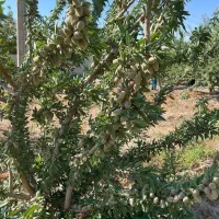 فروش نهال بادام شاهرودی یکساله(۵۰ تومان)|خدمات باغبانی و درختکاری|میبد, |دیوار