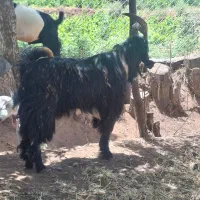 نربز|حیوانات مزرعه|قزوین, |دیوار