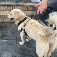 واگذاری سگ حمایتی