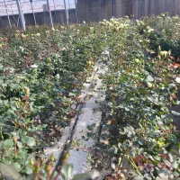 نگهبان و سرایدار