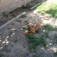 توله نسل دار