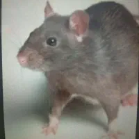 سمپاشی سوسک. موریانه.  ساس. موش سم پاشی