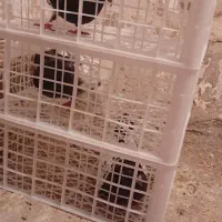 کبوتر کله سیاه سینه سیاه