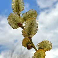 عرق بیدمشک ناب