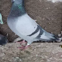 کبوتر سبز پلاکی نر