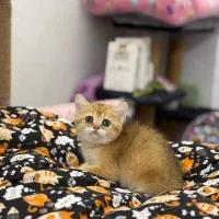 بریتیش گلد NY12|گربه|رشت, منظریه|دیوار