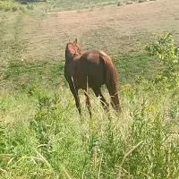 اسب سواری و باری|اسب و تجهیزات اسب‌سواری|سیلوانه, |دیوار