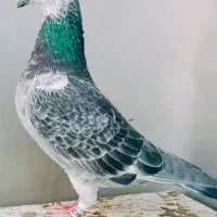 کبوتر نر گرفتنی