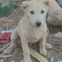 بچه سگ افغان