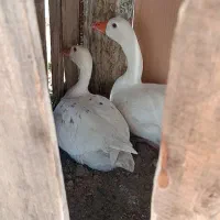 غاز گمشده