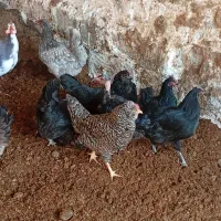 فروش مرغ محلی سیاه و ریشی|حیوانات مزرعه|چغادک, |دیوار