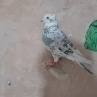 ۶ عدد کبوتر