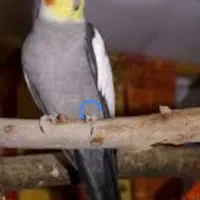 گم شدن عروس هلندی