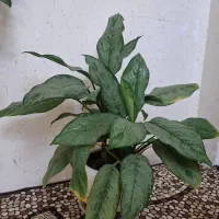 گل وگیاه آپارتمانی|گل و گیاه طبیعی|سمنان, |دیوار