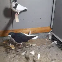 چپ سیاه وشستی به همراه یک جفت هفترنگ کاکلی|پرنده|قزوین, |دیوار