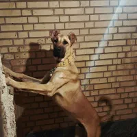 سگ سراب نر 8 ماهه سالم واکسن خورده