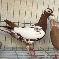 کبوتر میلمنز
