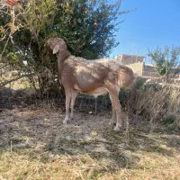 قوچ چینی جوان