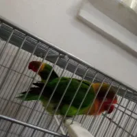 جفت کوتوله|پرنده|تبریز, |دیوار