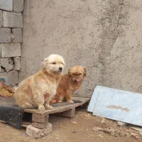 تعدادی سگ پاکوتاه|سگ|هشتگرد, شهرک راه آهن|دیوار