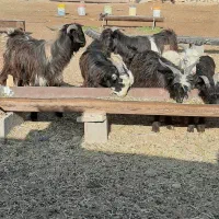 کهره نر برا کشت