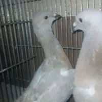 چند عدد کفتر آس