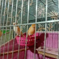 ۴جفت قناری|پرنده|باسمنج, |دیوار