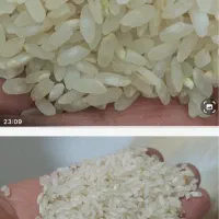 برنج کامفیروزی به شرط|خوردنی و آشامیدنی|شیراز, شهرک مطهری|دیوار
