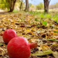طب سنتی  افتادگی ناف ورودل .رگ هول بادکش .حجامت و