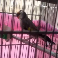 سهرە جوجە قفس