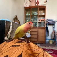 طوطی برزیلی سخنگو دستی فروش و‌معاوضه