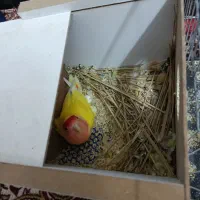 کوتوله مولد زمانتی