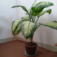 گل وگیاه