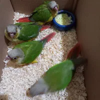 جوجه گرینچیک|پرنده|تهران, شمسآباد|دیوار