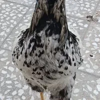 خروس زیبا|حیوانات مزرعه|قم, علی آباد سعدگان|دیوار