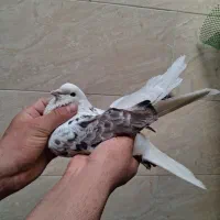 کفتر پرشی|پرنده|تهران, جلیلی|دیوار