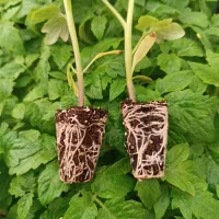 نشا گوجه فرنگی ایزما پاکت