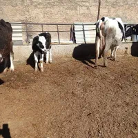 گاو و گوساله|حیوانات مزرعه|مرودشت, مجد آباد|دیوار