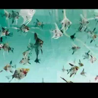 ماهی زینتی گیاهخوار کوثر|ماهی|مشهد, کوثر|دیوار