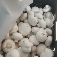 کار در  مزرعه پرورش قارچ|استخدام خدمات فروشگاه و رستوران|بهارستان, |دیوار