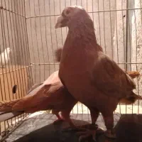 کبوتر شهرستانی آلمانی پلاکی سرور پلنگ