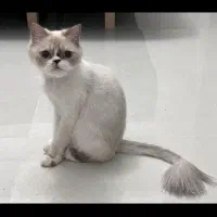 گربه پرشین|گربه|تبریز, |دیوار