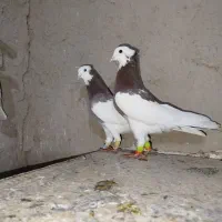 کبوتر|پرنده|مرودشت, دولت آباد|دیوار