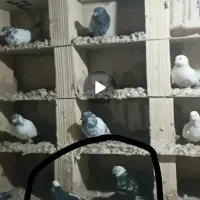 کفتر کبوتر|پرنده|نسیم‌شهر, |دیوار