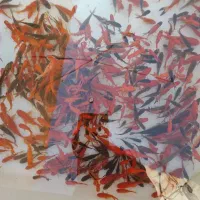 ماهی قرمز|ماهی|فردوس (خراسان), |دیوار